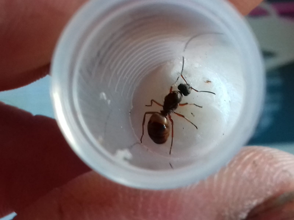 Hormiga sin identificar