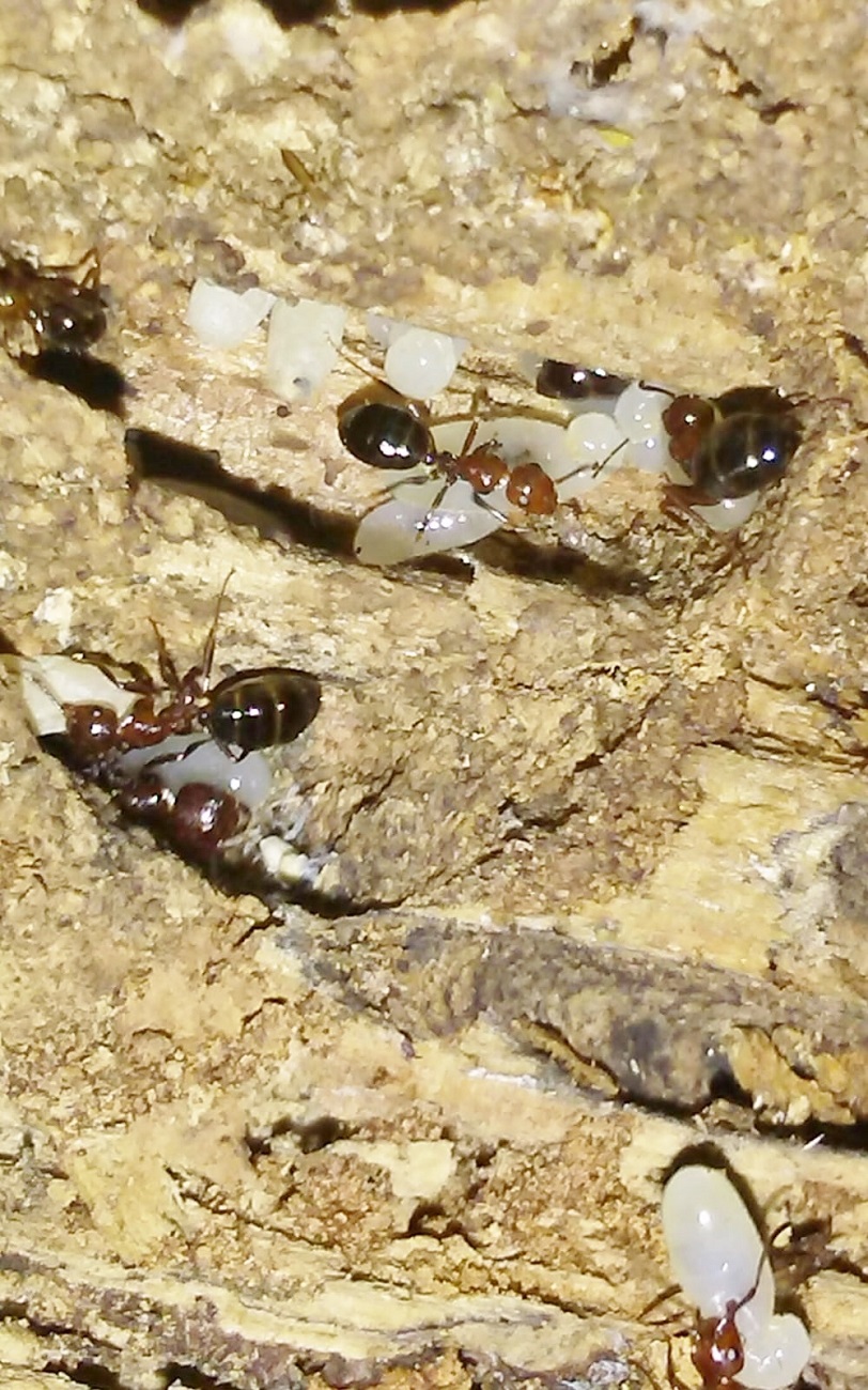 a identificar