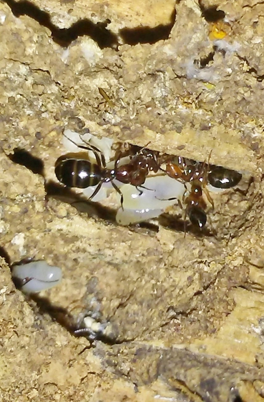 a identificar