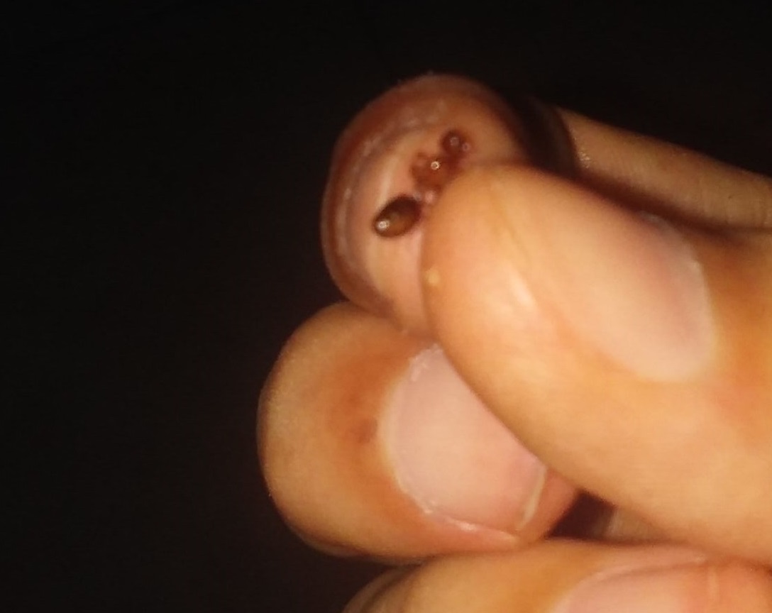 hormiga sin identificar