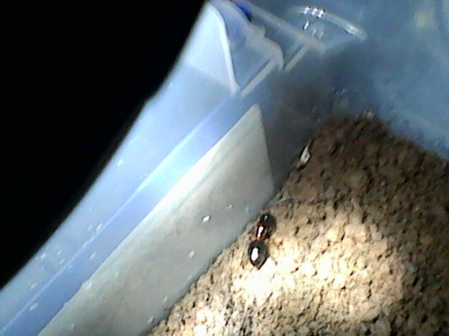 hormiga
