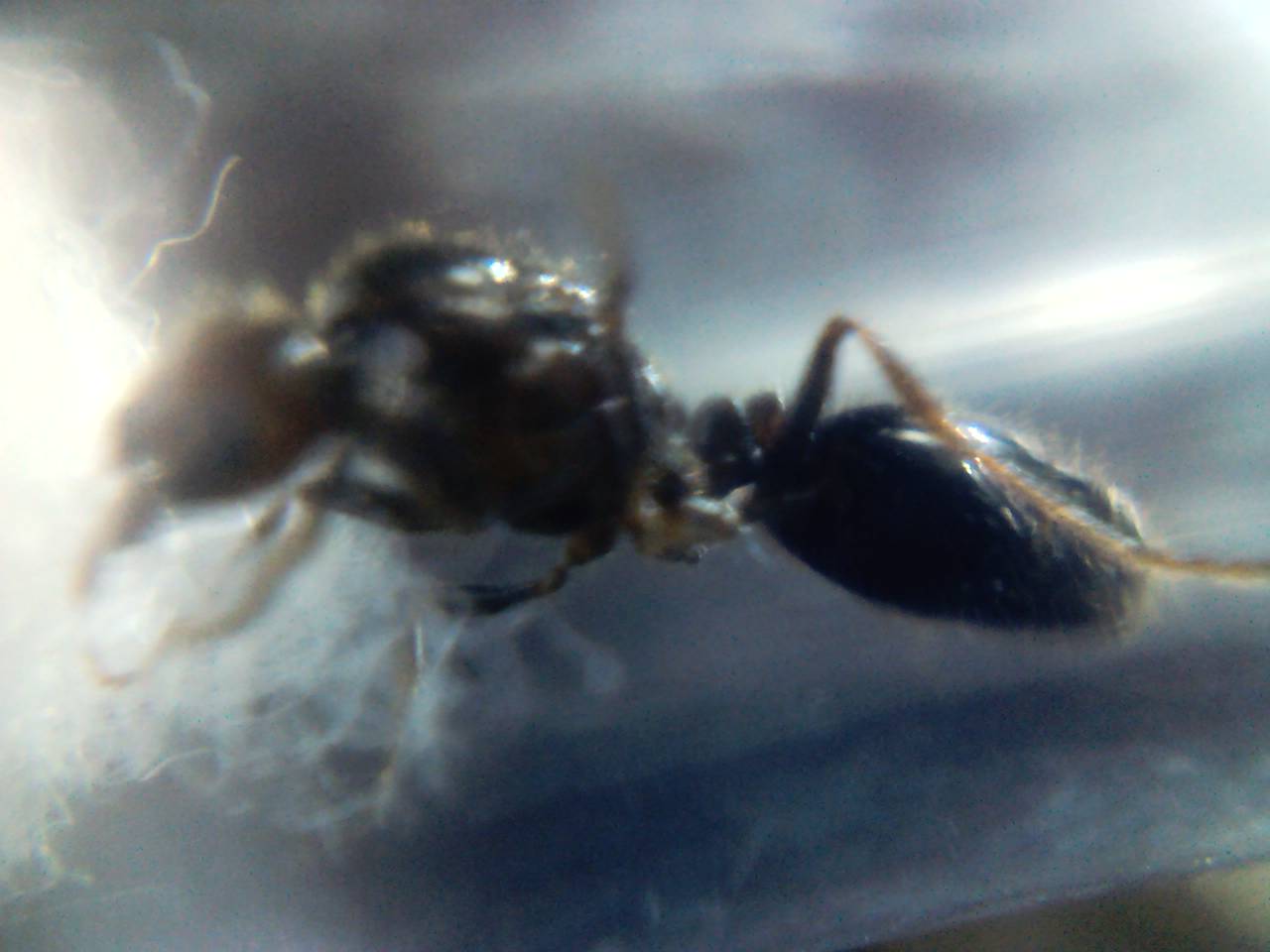 hormiga reina