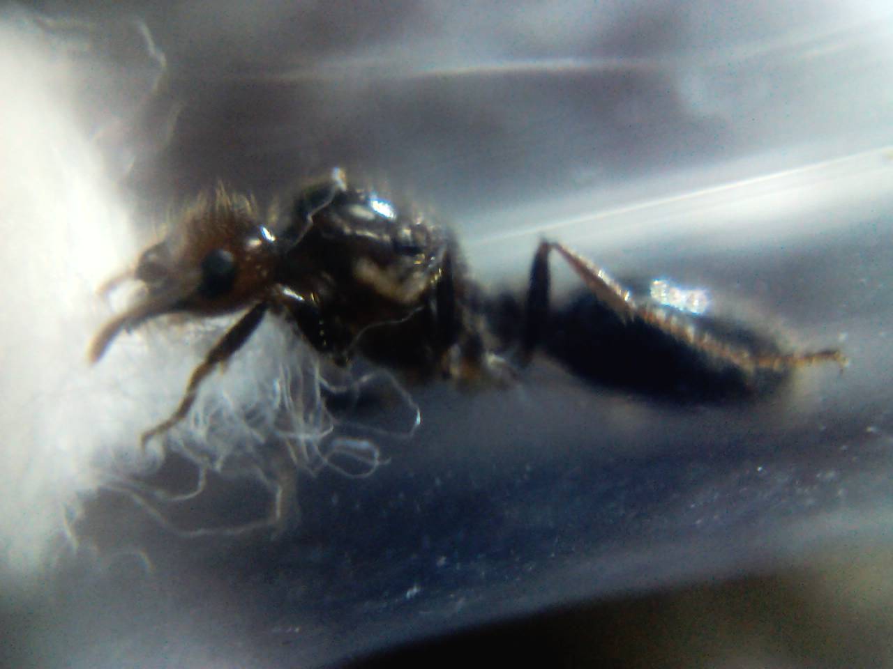 ayuda a identificar