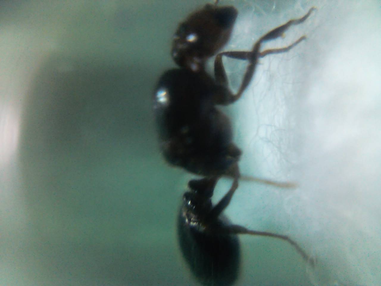 hormiga reina