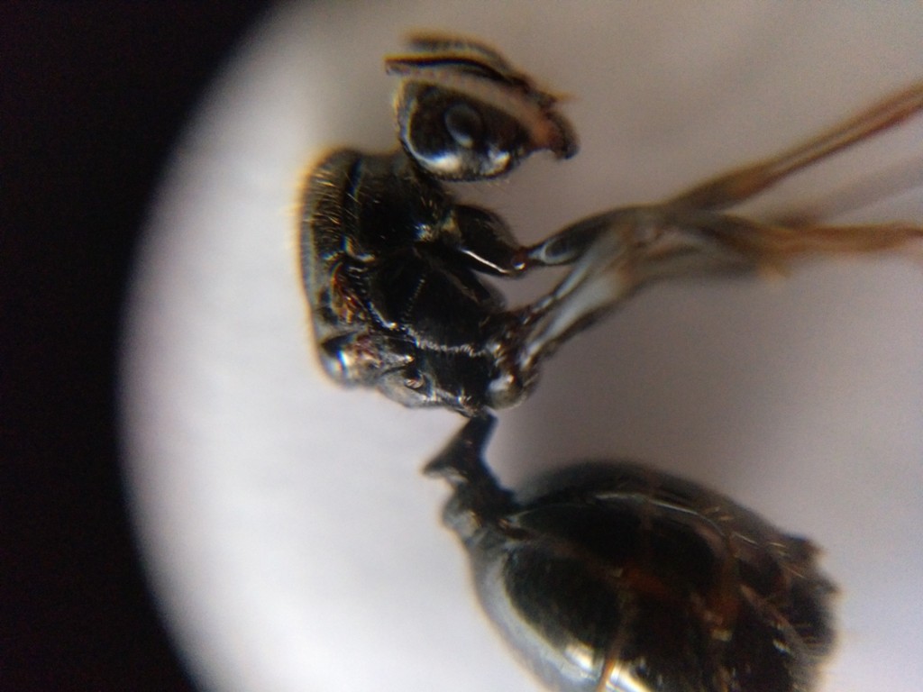Reina sin identificar 3