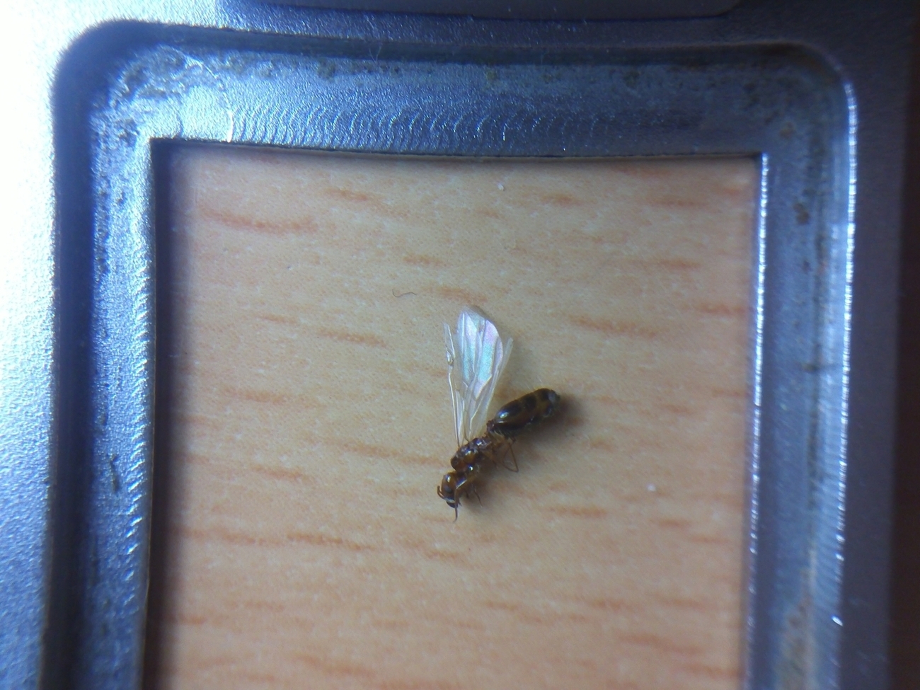 Pheidole?