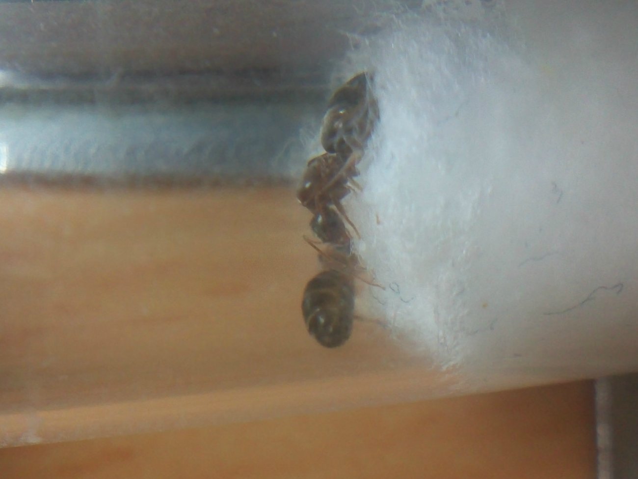 Nylanderia vividula