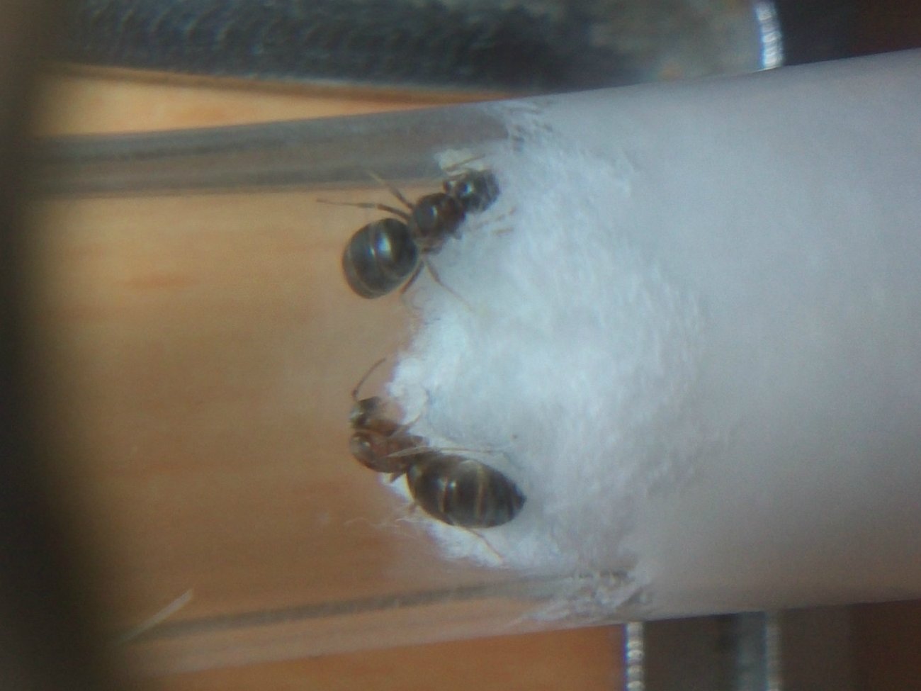 Nylanderia vividula