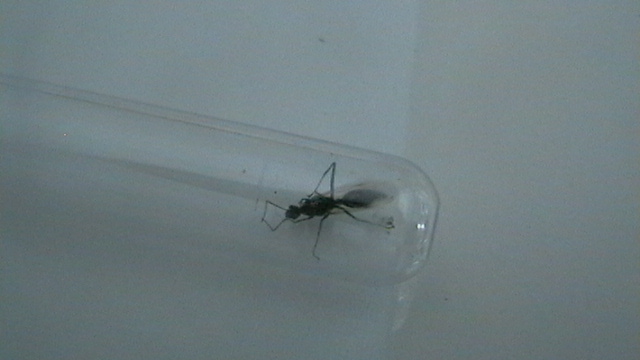 Hormiga desconocida 2
