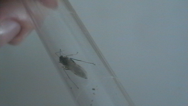 Hormiga desconocida 3