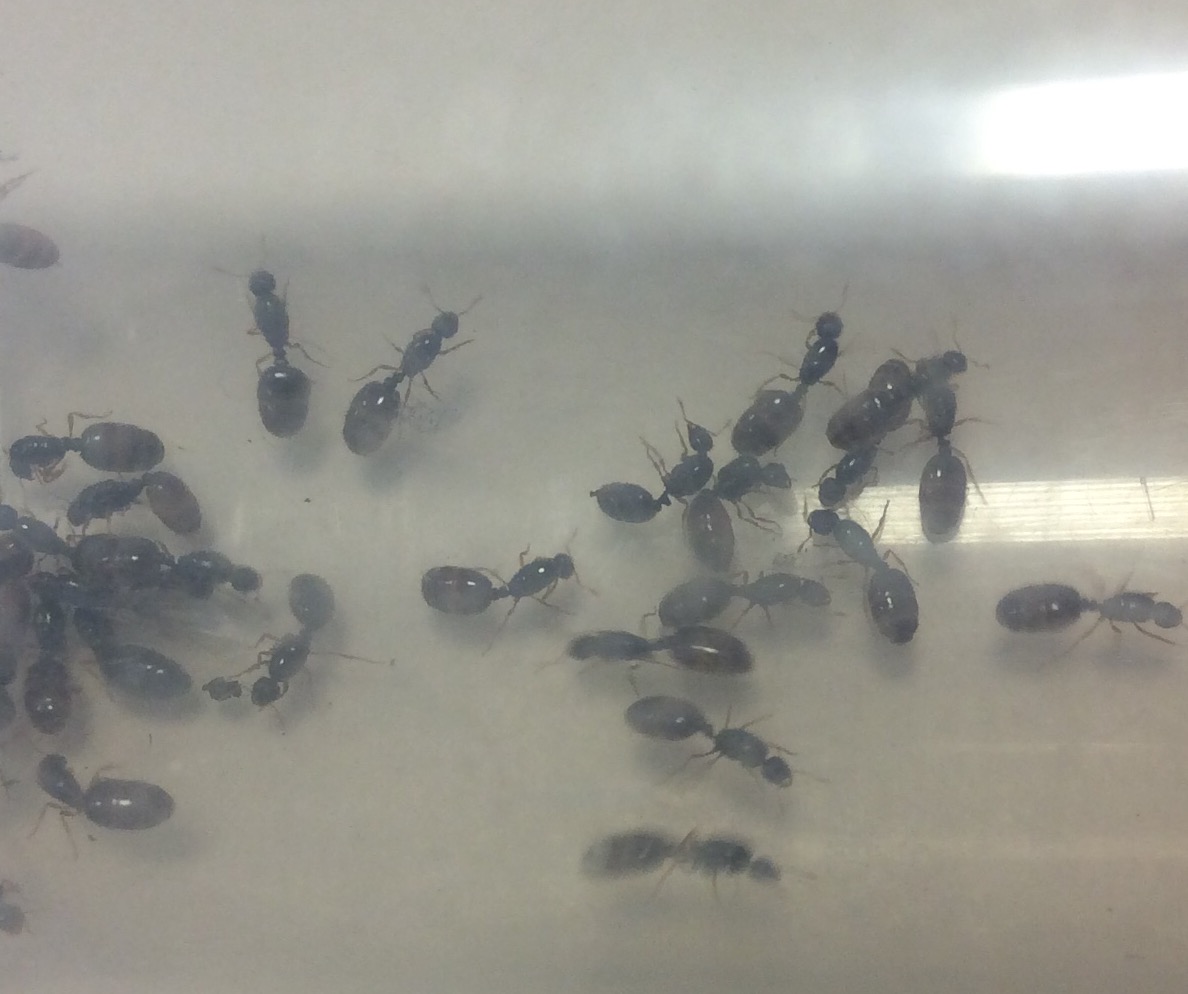posibe soenopsis fugax