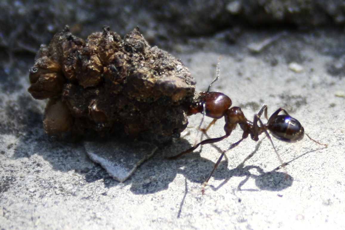 hormiga 2