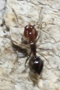 hormiga 3