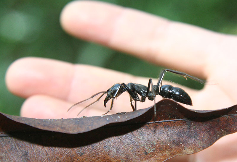 Hormiga gigante