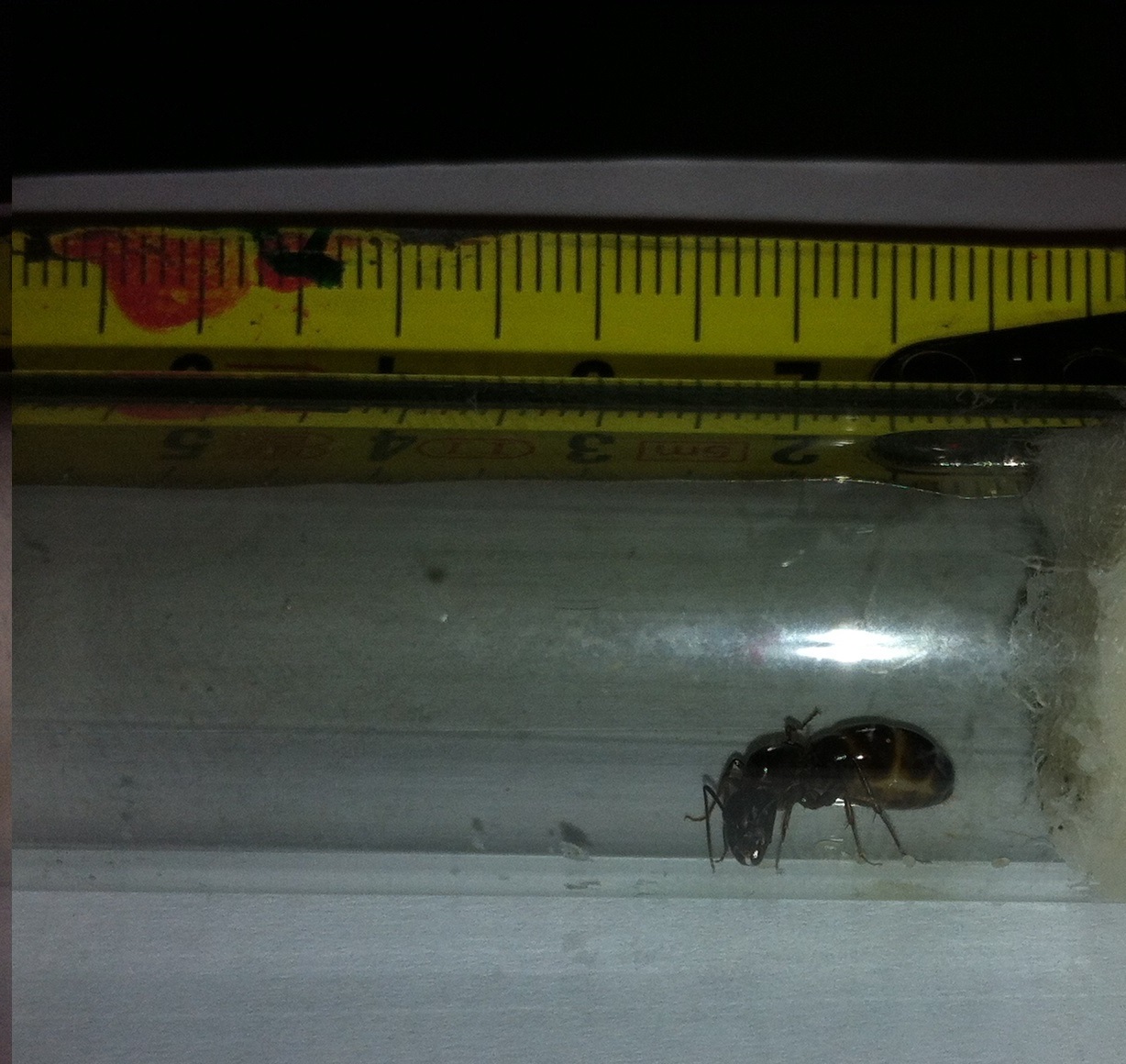 Identificacion de C?