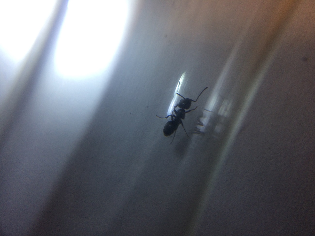 Identificar