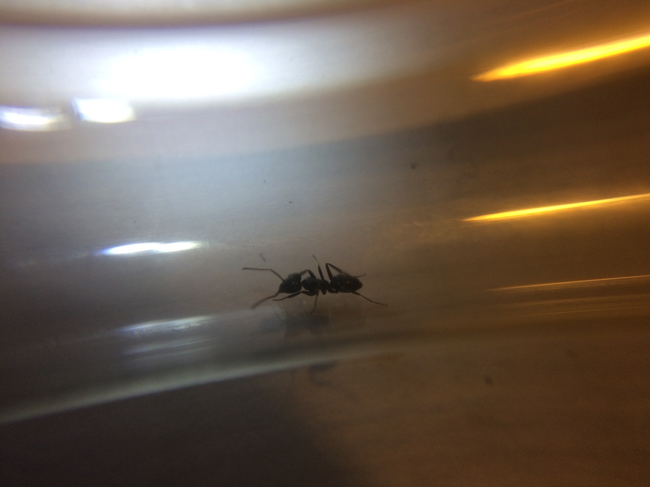 Identificar