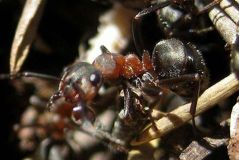 formica