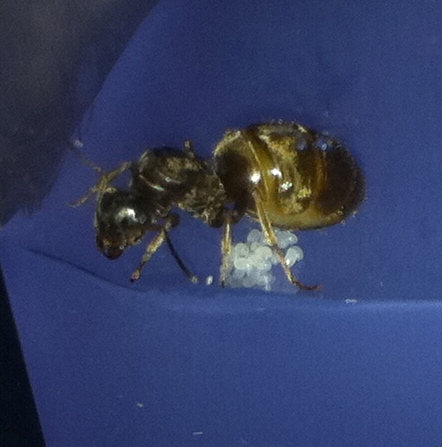 reina sin identificar