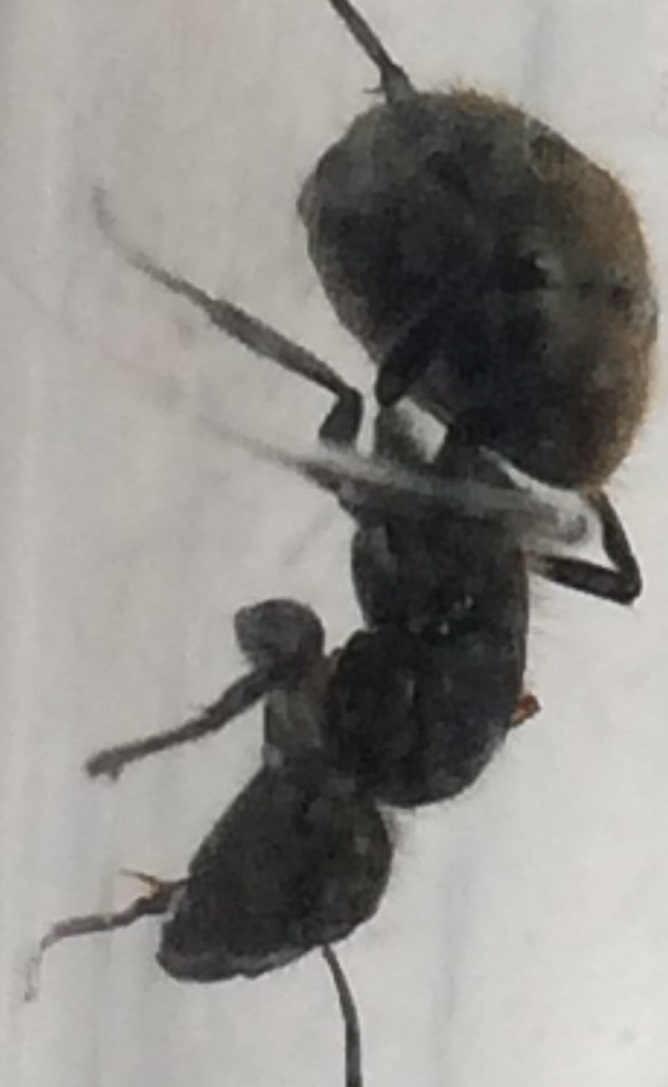 identificar