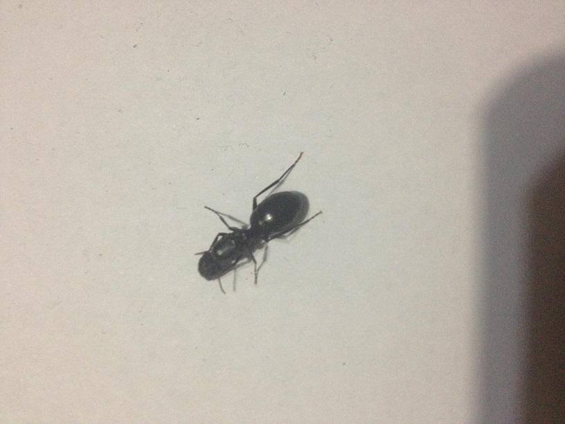 por identificar2