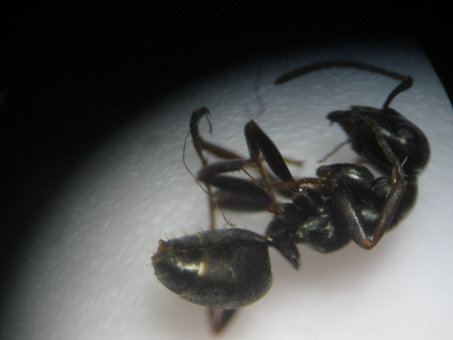 Proformica?_3