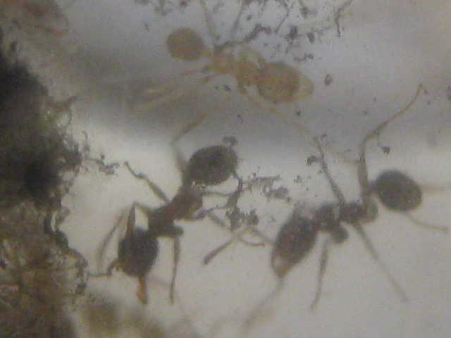 pheidole pallidula