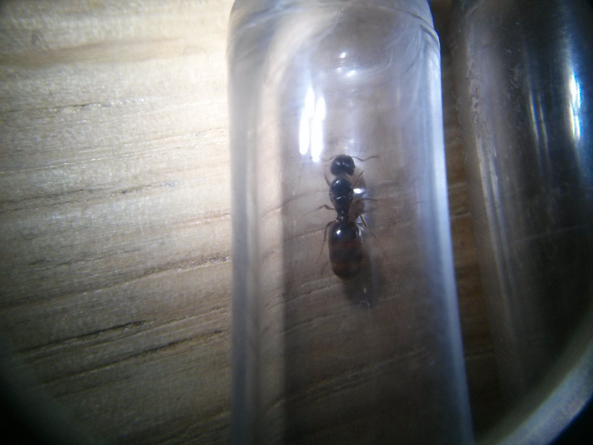 �Pheidole pallidula?