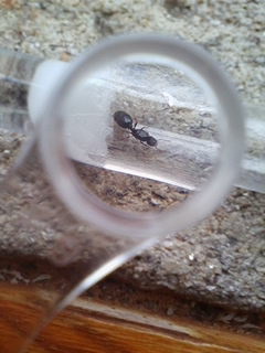 Reina a identificar