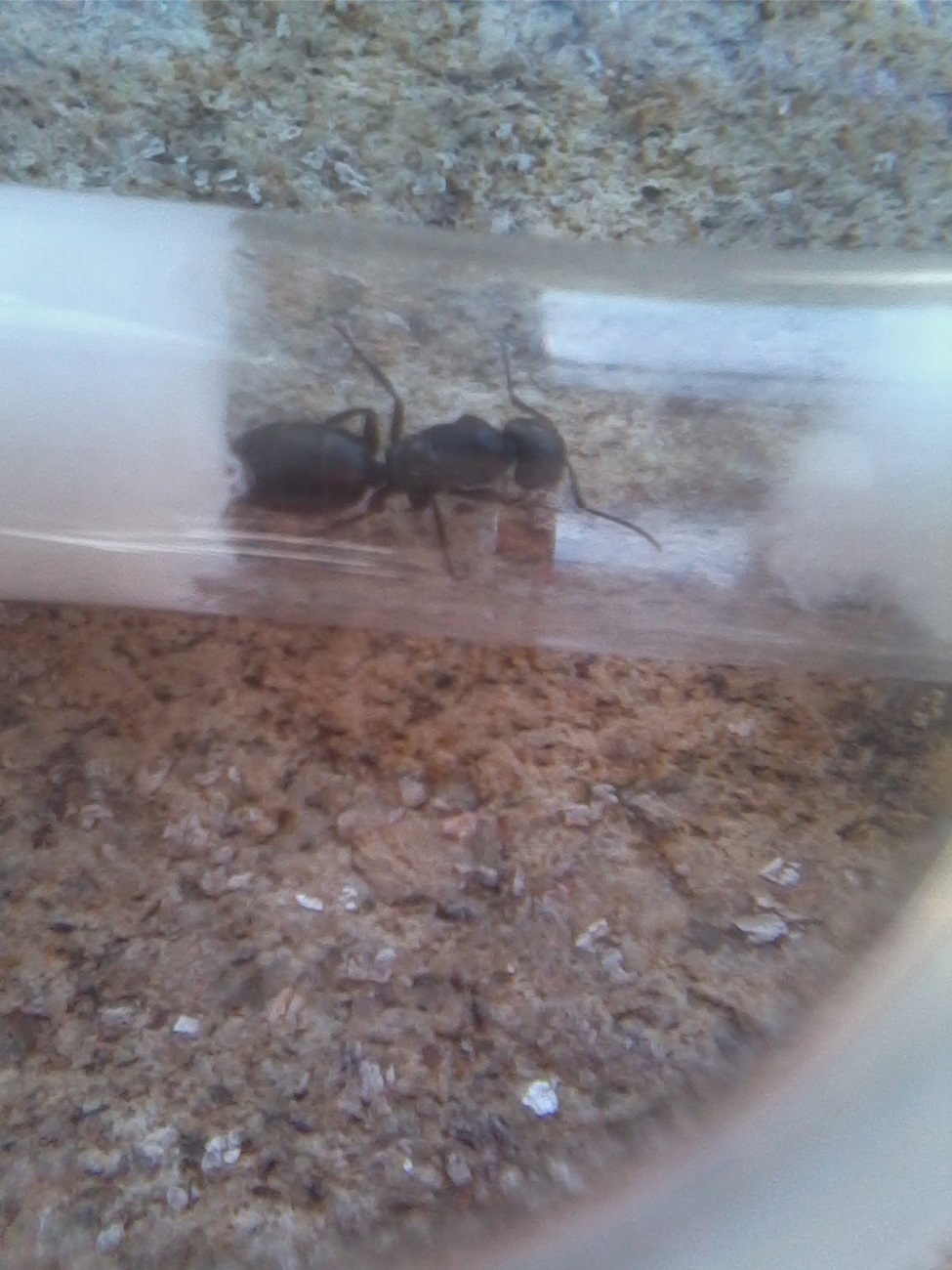 Reina camponotus?