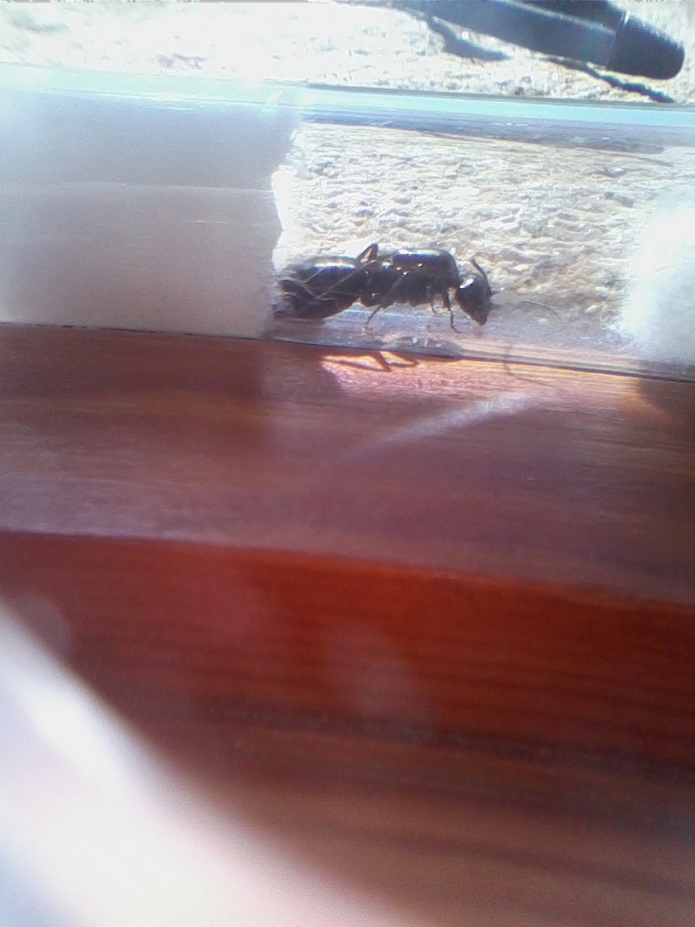 Reina camponotus?