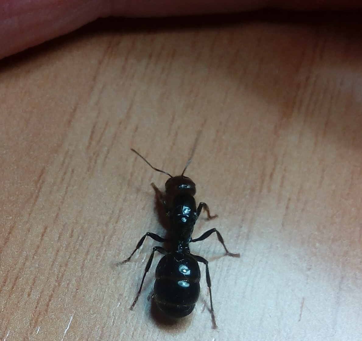 hormiga reina
