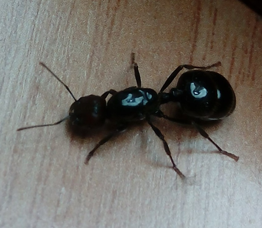hormiga reina