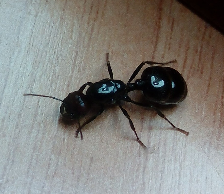 hormiga reina