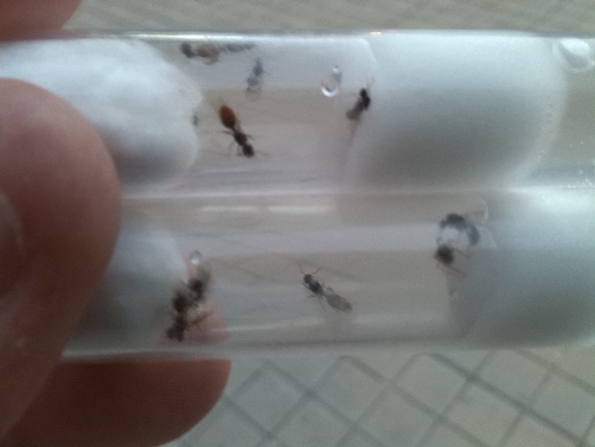 Tetramorium sp.