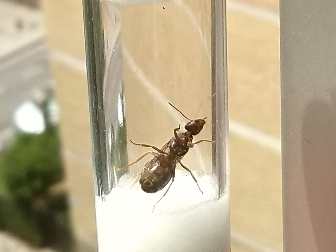 �Formica?