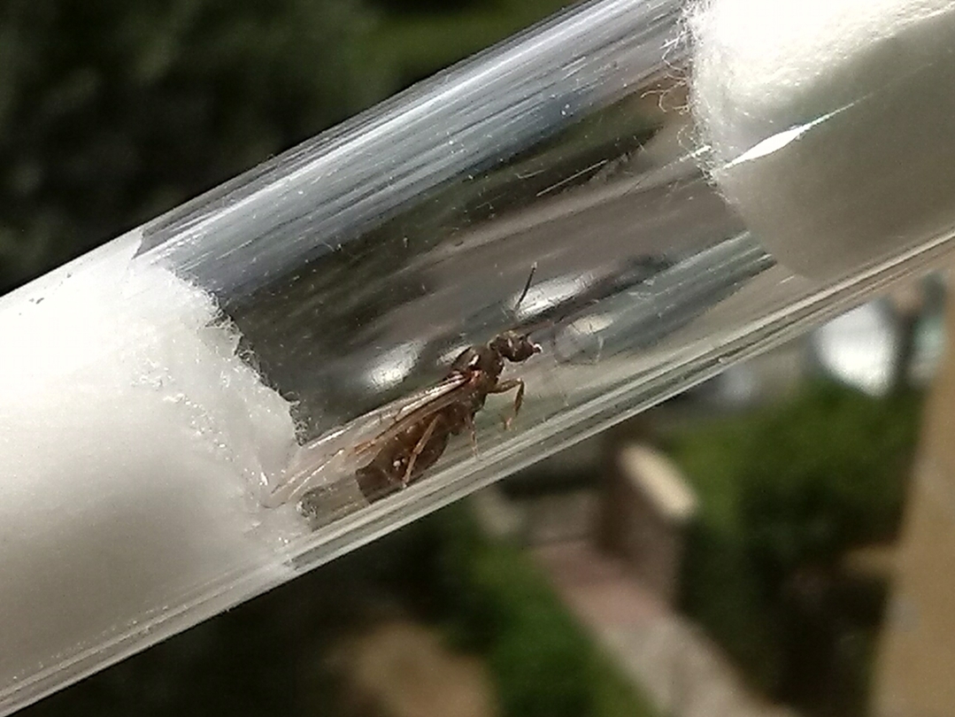 �Formica?