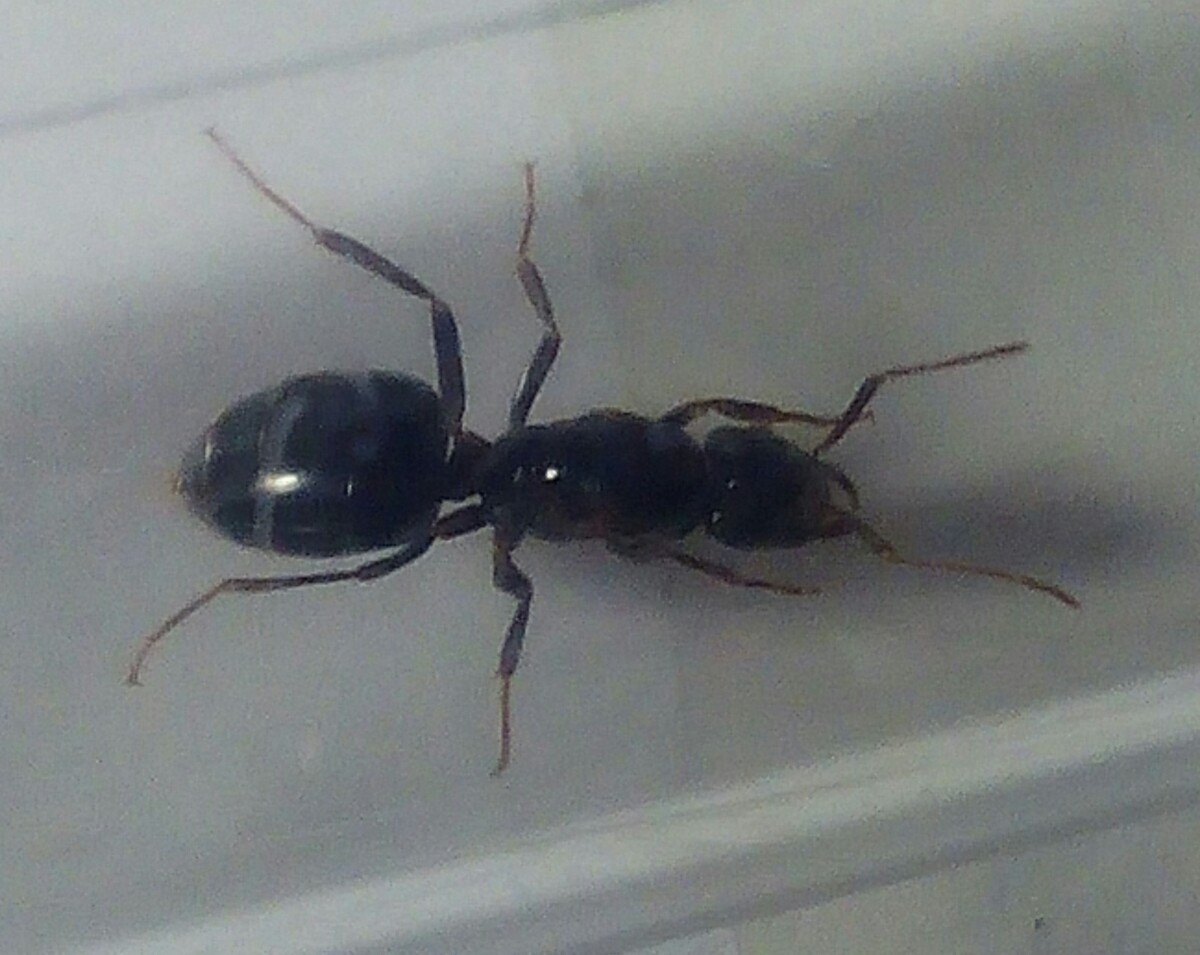 Fecu
