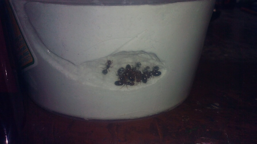hormigas