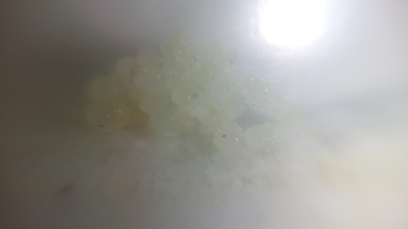 pupas