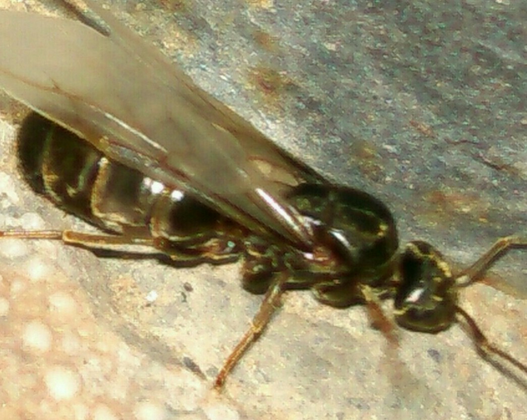 Mireina