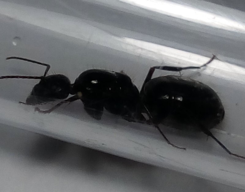 Camponotu aethiops