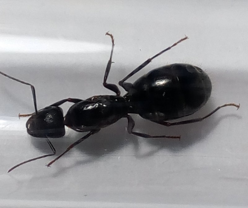 Camponotu aethiops