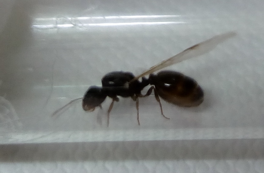 reina sin identificar3