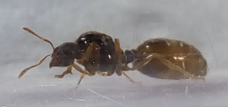 otra reina?
