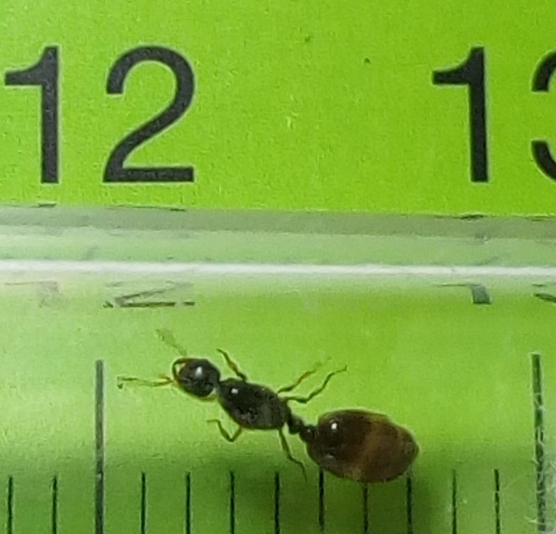 otra reina?