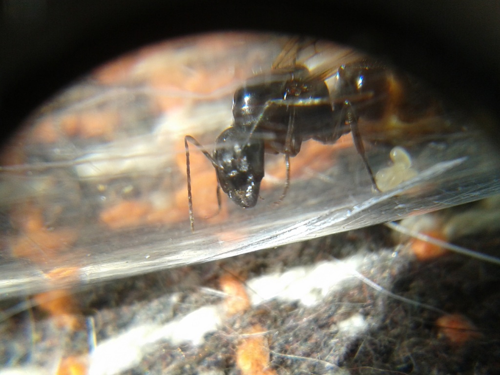 Camponotus sp Yavanna