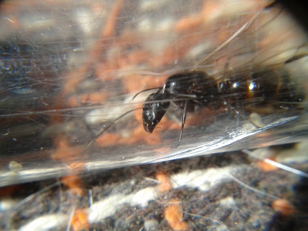 Camponotus sp2 Yavanna