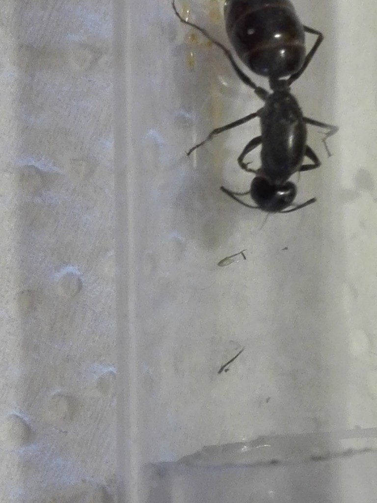 Camponotus Foreli?
