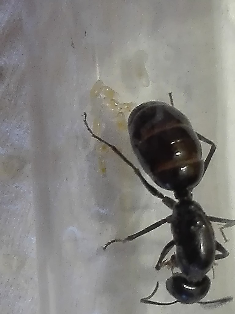 Camponotus Foreli?